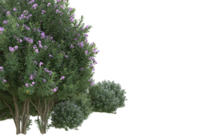 gräs med blommor isolerat på transparent bakgrund. 3d tolkning - illustration png