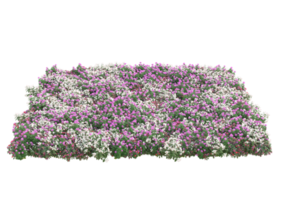 Grass with flowers isolated on transparent background. 3d rendering - illustration png