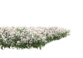 herbe avec des fleurs isolées sur fond transparent. rendu 3d - illustration png