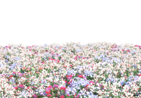 Grass with flowers isolated on transparent background. 3d rendering - illustration png
