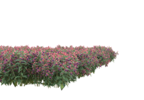 herbe avec des fleurs isolées sur fond transparent. rendu 3d - illustration png