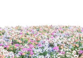 gras met bloemen geïsoleerd Aan transparant achtergrond. 3d renderen - illustratie png