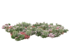 Grass with flowers isolated on transparent background. 3d rendering - illustration png