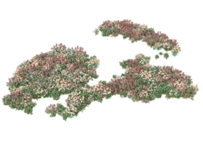 Grass with flowers isolated on transparent background. 3d rendering - illustration png