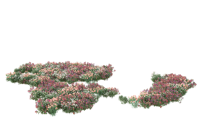 gras met bloemen geïsoleerd Aan transparant achtergrond. 3d renderen - illustratie png