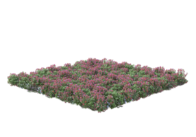Gras mit Blumen isoliert auf transparentem Hintergrund. 3D-Rendering - Abbildung png
