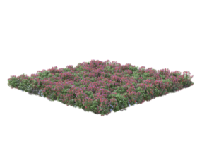 grama com flores isoladas em fundo transparente. renderização 3D - ilustração png