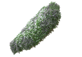 gras met bloemen geïsoleerd Aan transparant achtergrond. 3d renderen - illustratie png