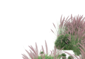 gras met bloemen geïsoleerd Aan transparant achtergrond. 3d renderen - illustratie png