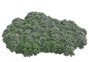 gras met bloemen geïsoleerd Aan transparant achtergrond. 3d renderen - illustratie png