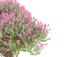 Grass with flowers isolated on transparent background. 3d rendering - illustration png