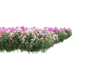 Grass with flowers isolated on transparent background. 3d rendering - illustration png