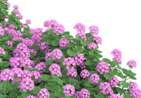 erba con fiori isolato su trasparente sfondo. 3d interpretazione - illustrazione png