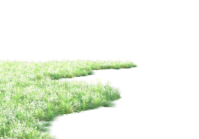 gräs med blommor isolerat på transparent bakgrund. 3d tolkning - illustration png
