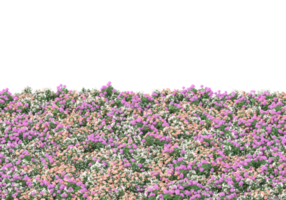 hierba con flores aisladas sobre fondo transparente. Representación 3d - ilustración png