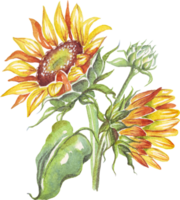 Yellow sunflower. Watercolor illustration. Hand-painting png