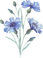 Blue cornflower. Watercolor illustration. Hand-painted