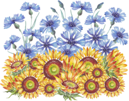 Sonnenblumen und Kornblumen. ukrainische Flagge. aquarellillustration png