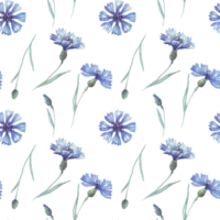 Watercolor conflowers. Seamless pattern. Hand-painted png