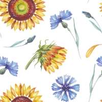 Sunflower and cornflowers. Watercolor pattern png