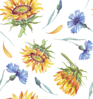 Sunflower and cornflowers. Watercolor pattern png