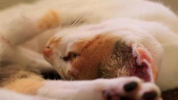 Tired white cat sleeping on armchair chair in Mexico. video