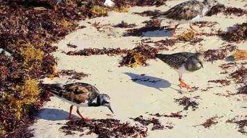 Strandläufer Schnepfen Strandläufer Vogel Vögel essen Sargazo am Strand von Mexiko. video