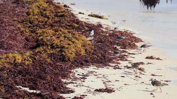 lavandera agachadiza lavandera aves pájaros comiendo sargazo en playa méxico. video