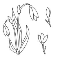 Set with Snowdrop flower doodle. Hand drawn outline vector illustration.