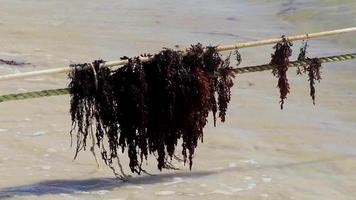 Ekelhaftes Strandwasser mit rotem Algen-Sargazo-Seil Karibik Mexiko. video