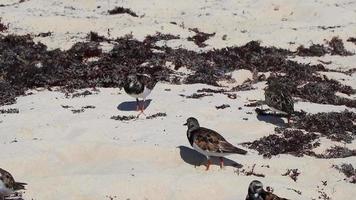 Sandpiper snipe sandpipers bird birds eating sargazo on beach Mexico. video