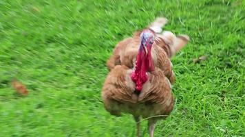 thai trädgård och bruka Kalkon kyckling phuket thailand. video