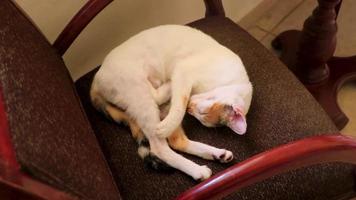 Tired white cat sleeping on armchair chair in Mexico. video