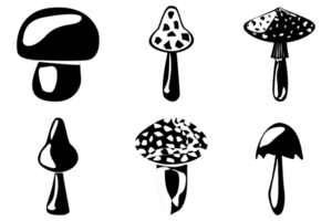 ensemble de contour de champignons. champignons biologiques comestibles. truffe. types de champignons sauvages forestiers. png. png