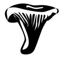 contour de champignon de lait. champignons biologiques comestibles. truffe. types de champignons sauvages forestiers. illustration isolé sur fond blanc. png