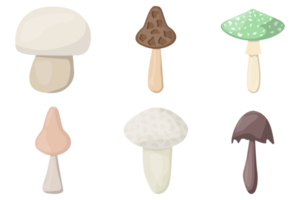 conjunto de cogumelos. cogumelos orgânicos comestíveis. Brigadeiro. tipos de cogumelos selvagens da floresta. ilustração colorida png. png
