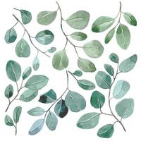 watercolor set with tropical eucalyptus leaves on a white background. simple abstract print with green leaves vector