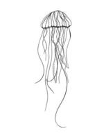ilustración de medusas en estilo de tinta de arte vector