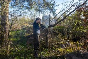 Man pruning or sawing apple tree using chainsaw. farmer sowing the dry branches of apple trees photo