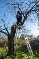 Man pruning or sawing apple tree using chainsaw. farmer sowing the dry branches of apple trees photo