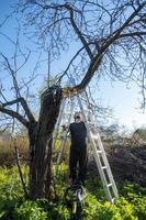 Man pruning or sawing apple tree using chainsaw. farmer sowing the dry branches of apple trees photo