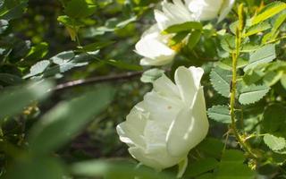 white roseship flower on a dark green background photo