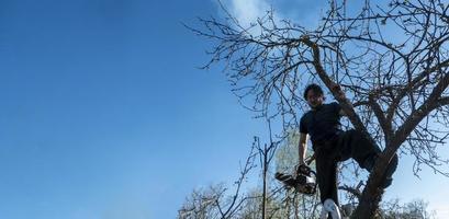 Man pruning or sawing apple tree using chainsaw. farmer sowing the dry branches of apple trees photo