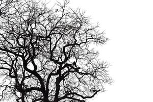 Silhouette of a leafless tree isolated on transparent background PNG file photo