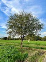 Beautiful Rural landscape with beautiful gradient evening sky at sunset. Green field and village photo