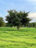 Beautiful Rural landscape with beautiful gradient evening sky at sunset. Green field and village photo