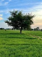 Beautiful Rural landscape with beautiful gradient evening sky at sunset. Green field and village photo