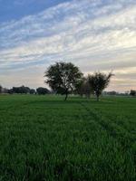 hermoso paisaje rural con un hermoso cielo nocturno degradado al atardecer. campo verde y pueblo foto