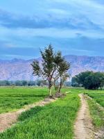 Beautiful Rural landscape with beautiful gradient evening sky at sunset. Green field and village photo