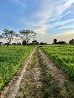 Beautiful Rural landscape with beautiful gradient evening sky at sunset. Green field and village photo